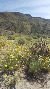 Anza Borrego Desert Wildflowers
