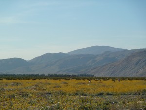 Flowers in Anza Borrego State Park, California
