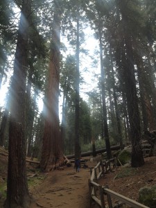 Grants Grove Sequoia National Park