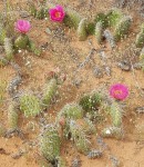 Prickly Pear Cacti, Arches National Park