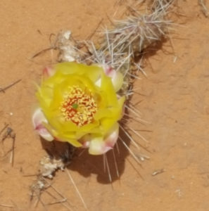 Cactus flower at Arches National Park