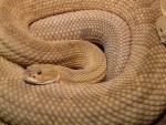 Rope or snake - Is the danger real or imagined?