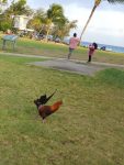 Chickens on Kauai