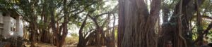 Banyan Tree at Tapaswiji Ashram